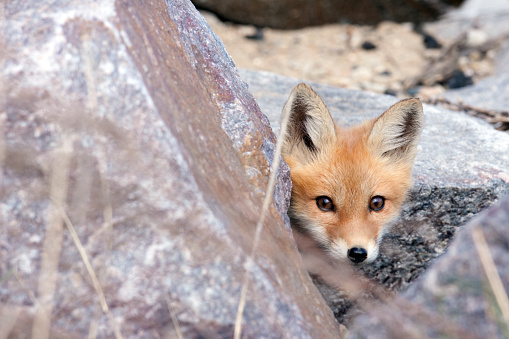 Wild red fox pup