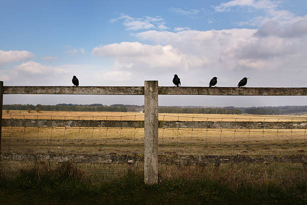 istock Birds on a Fence 182483626