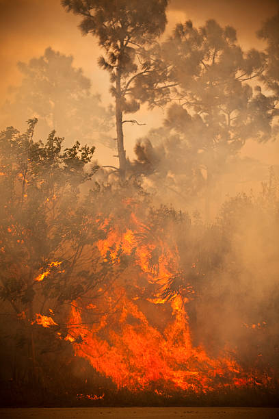 istock Smoke and burnt wilderness emergency 182483855