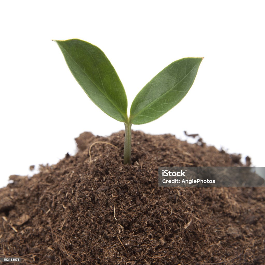 Plante croissant - Photo de Agriculture libre de droits