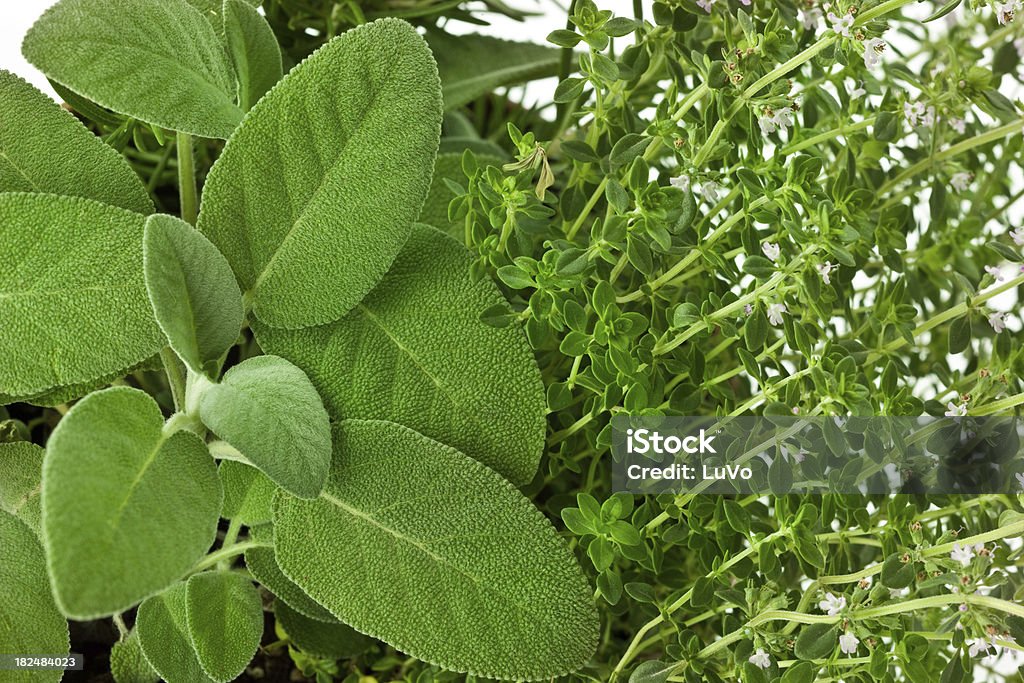 Herbes fraîches jardin - Photo de Aliment libre de droits