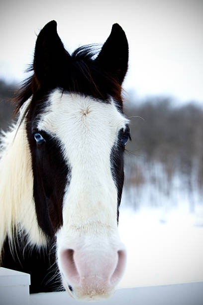 Horse muzzle with snow.