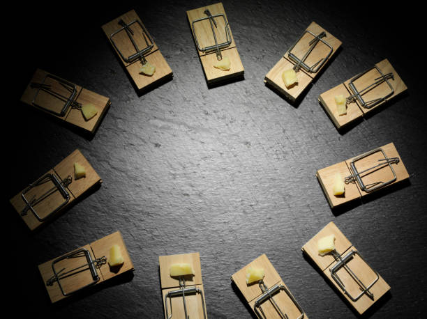istock Circle of Cheese in Mousetraps 182484084