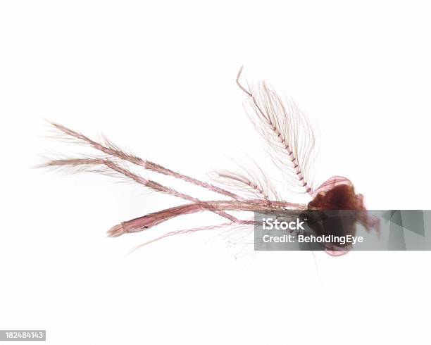 Mosquito Head Male Wm Stock Photo - Download Image Now - Anatomy, Insect, Male Animal