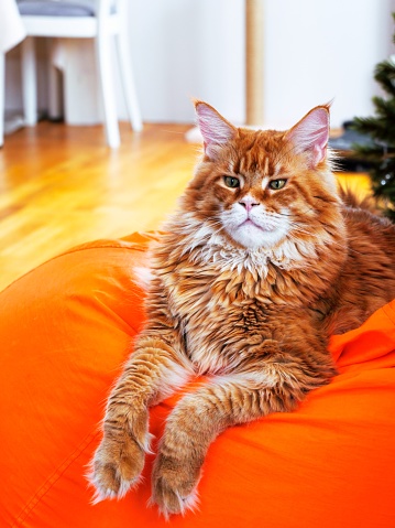 A portrait of a Ginger Maine Coon cat lying on a big orange beanbag  in a living room