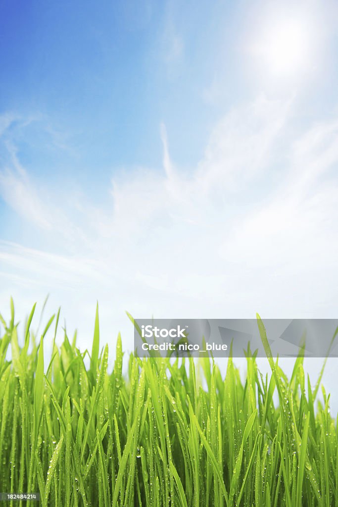 Свежие watered grassy поле - Стоковые фото Зелёный цвет роялти-фри