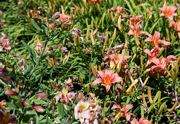 istock Day Lily Garden 182484460
