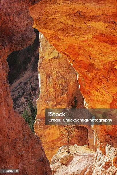 Photo libre de droit de Pin De Bryce Canyon Rock banque d'images et plus d'images libres de droit de Abstrait - Abstrait, Arbre, Arbre à feuilles persistantes