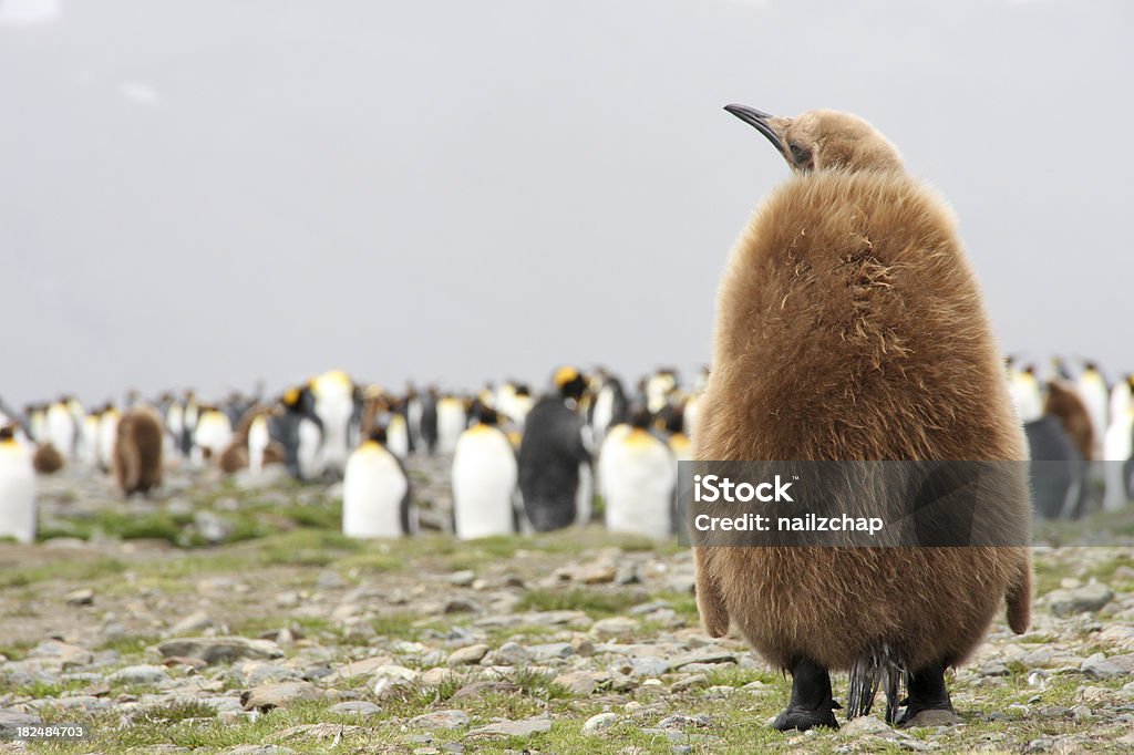 King Penguin chick und colony - Lizenzfrei Königspinguin Stock-Foto