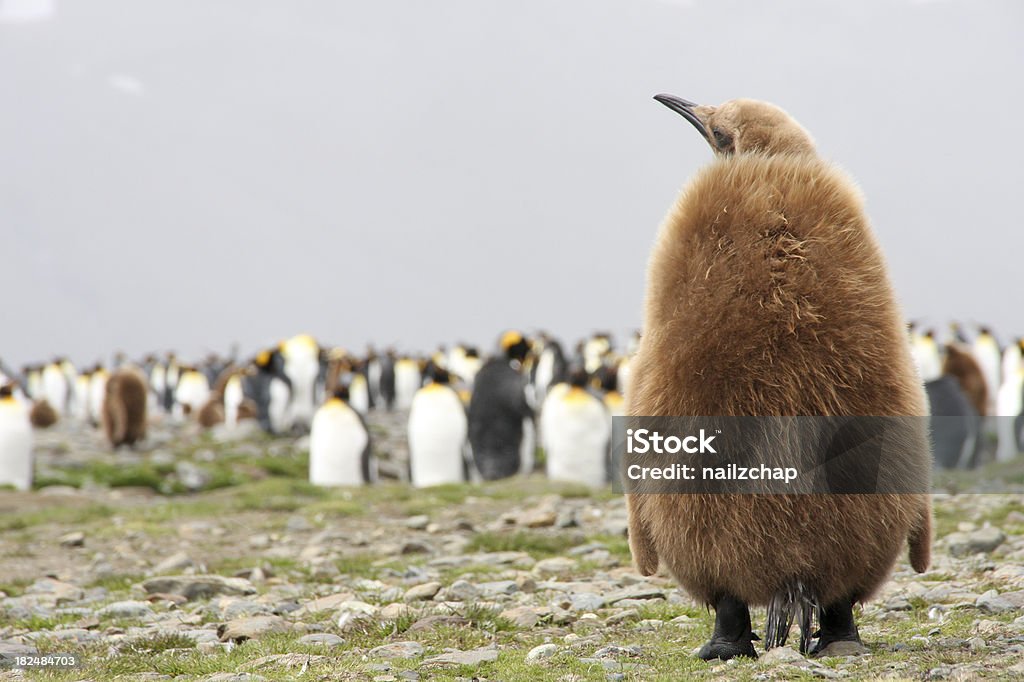 Re Pinguino chick e Colonia - Foto stock royalty-free di Pinguino reale