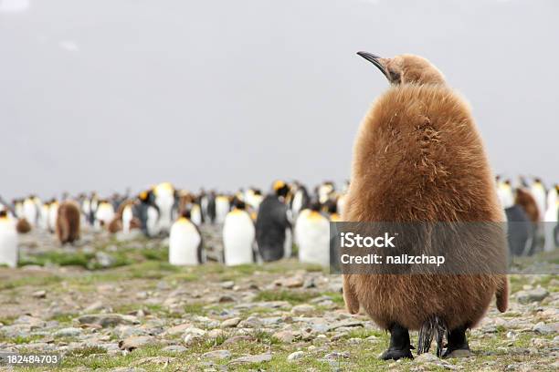 Re Pinguino Chick E Colonia - Fotografie stock e altre immagini di Pinguino reale - Pinguino reale, Uccellino, Animale