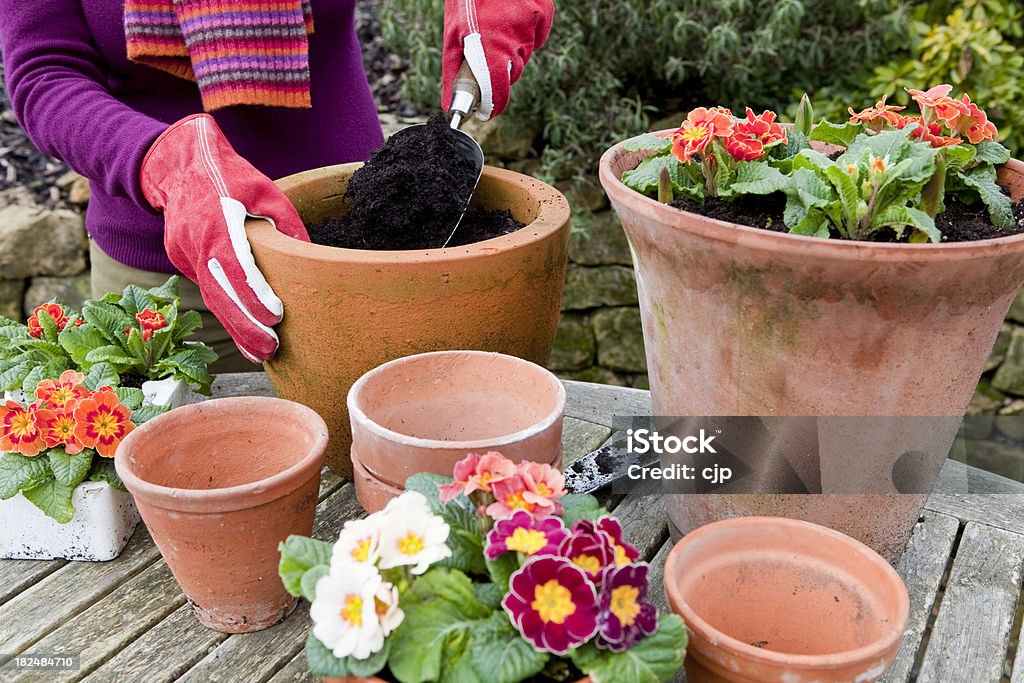 Plantando flores em Cerâmica de Terracota Pots - Royalty-free Adulto Foto de stock