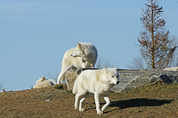 66 Greenland Wolf Stock Photos, Pictures & Royalty-Free Images - iStock