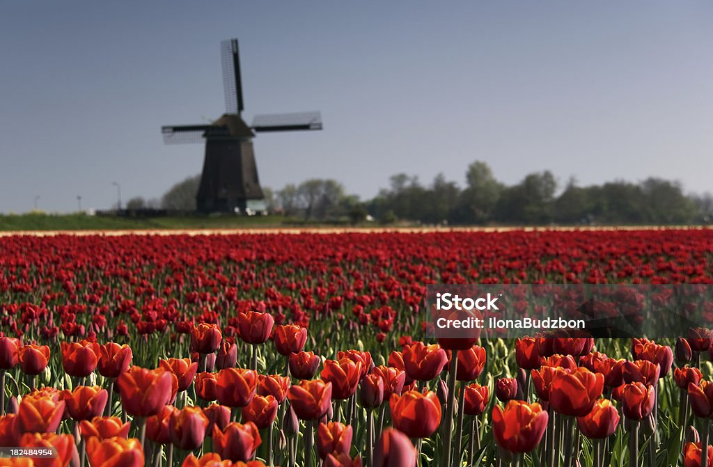 Dutch paysage de printemps - Photo de Agriculture libre de droits