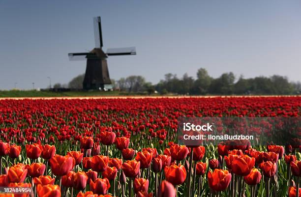 Paesaggio Di Primavera In Olanda - Fotografie stock e altre immagini di Agricoltura - Agricoltura, Aiuola, Ambientazione tranquilla