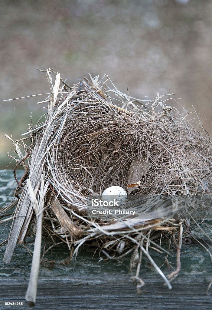 Bird Nest - Lizenzfrei Fotografie Stock-Foto