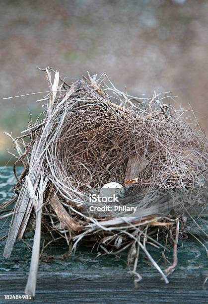 Foto de Bird Nest e mais fotos de stock de Animal - Animal, Fotografia - Imagem, Galho