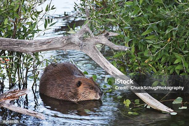 Photo libre de droit de Castor Castor Canadensis Natation banque d'images et plus d'images libres de droit de Castor - Rongeur - Castor - Rongeur, Activité, Animal errant