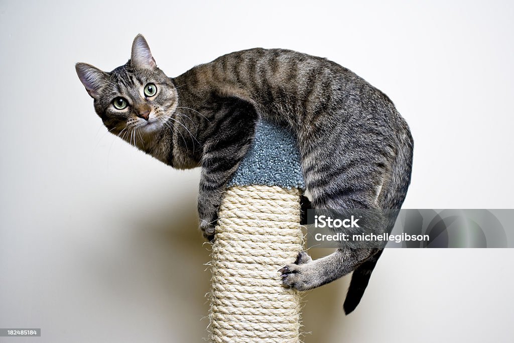 Cat on top of a cero la - Foto de stock de Gato doméstico libre de derechos