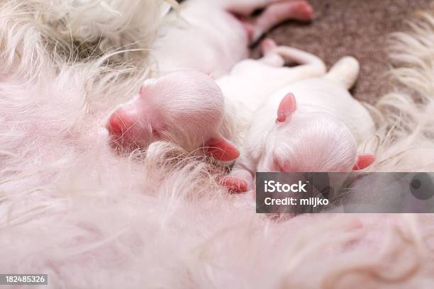 Lactantes En Período De Lactancia Foto de stock y más banco de imágenes de Amamantar - Amamantar, Cachorro - Perro, Vida nueva