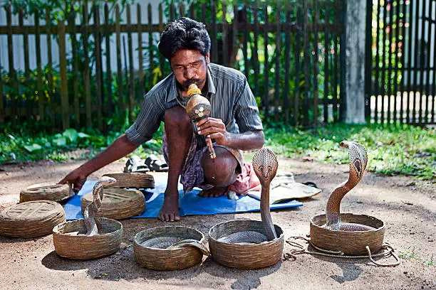 Indian snake charmer and four dancing cobras.http://bem.2be.pl/IS/rajasthan_380.jpg