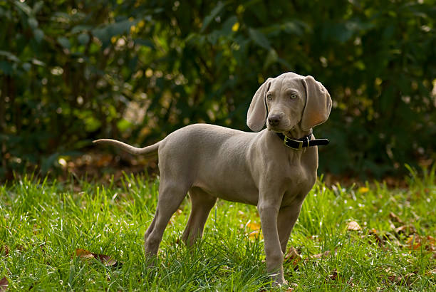 weimaraner welpen - weimaraner dog animal domestic animals stock-fotos und bilder