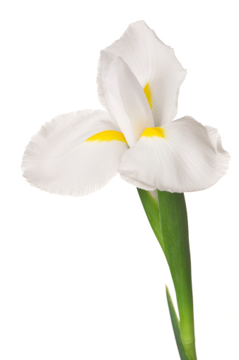 Single white iris bud not fully opened isolated on a white background:Please see other iris flower images from my portfolio: