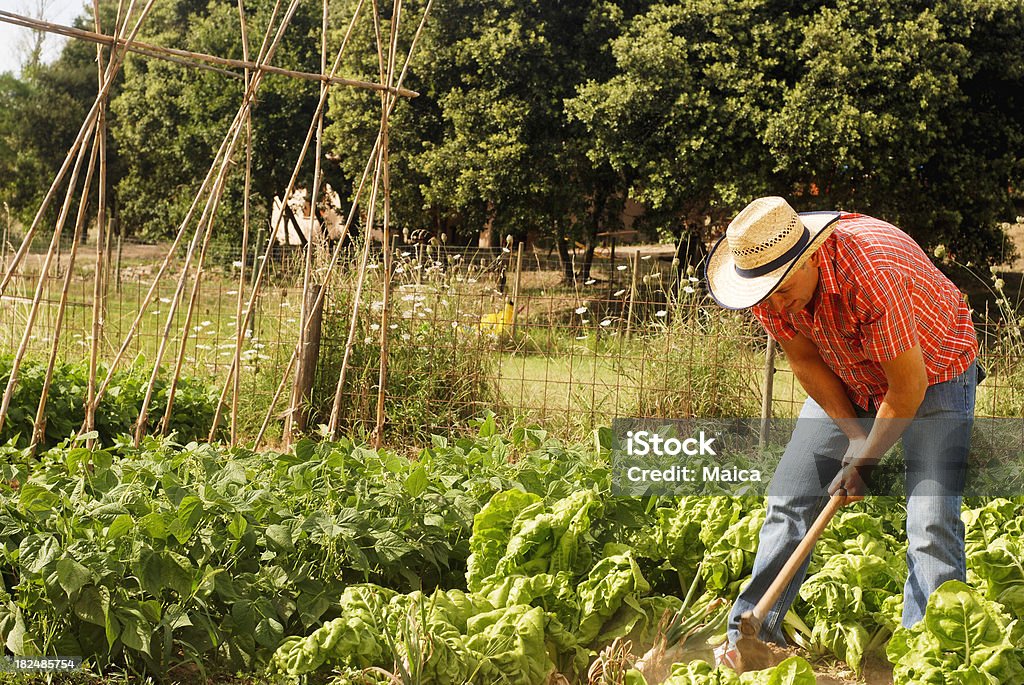 Hombre trabajando en el jardín de vegetales - Foto de stock de 40-49 años libre de derechos