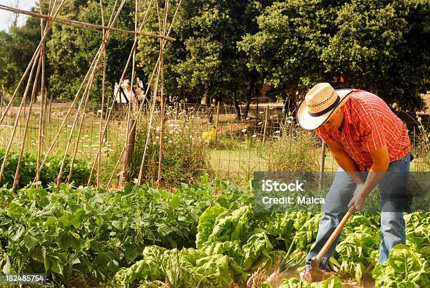 Hombre Trabajando En El Jardín De Vegetales Foto de stock y más banco de imágenes de 40-49 años - 40-49 años, Abundancia, Actividad