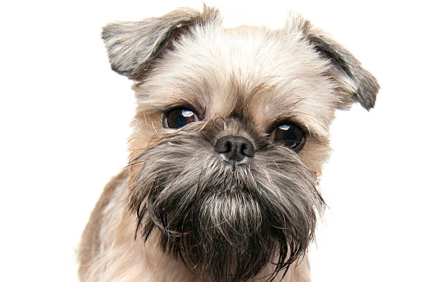 Brussels Griffon stock photo