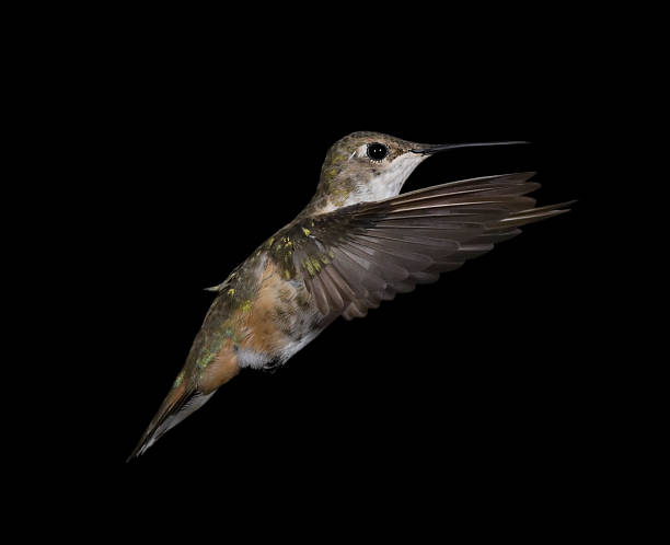 istock Female Rufous hummingbird in flight wings forward 182486529