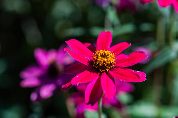 istock Close up of african daisy flowers 1824865973