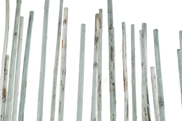istock Bamboo logs painted white are arranged as decorations isolated transparent background 1824867622