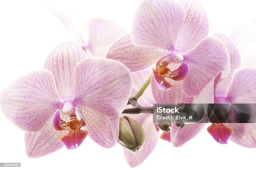 orchid - Foto de stock de Beleza royalty-free