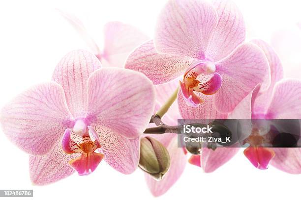 Foto de Orchid e mais fotos de stock de Beleza - Beleza, Beleza natural - Natureza, Botânica - Assunto