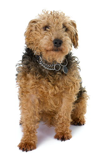 Lakeland Terrier. White background.