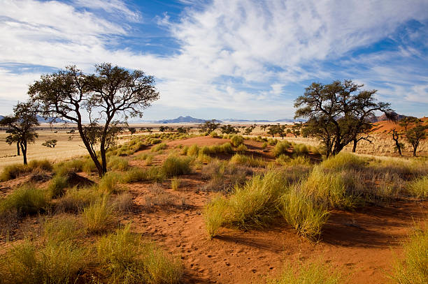 der wueste에 morgenstimmung - savannah africa steppe namibia 뉴스 사진 이미지