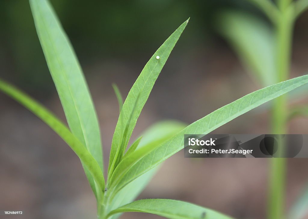 Monarch Butterfly Egg Single Monarch butterfly egg on a swan plant or milk weed. Animal Egg Stock Photo Monarch Butterfly Egg Single Monarch butterfly egg on a swan plant or milk weed. Animal Egg Stock Photo