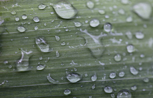 Green leaf with rain drops stock photo