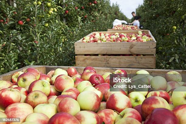 オーチャード 88 Xxxl - リンゴのストックフォトや画像を多数ご用意 - リンゴ, 果樹園, 摘む