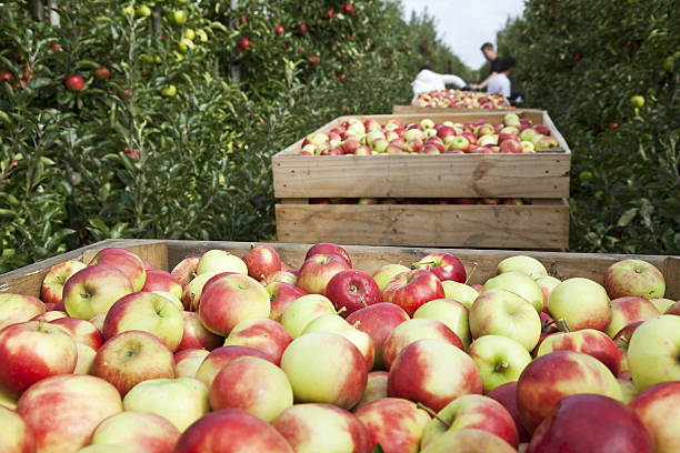 istock Orchard # 88 XXXL 182487376