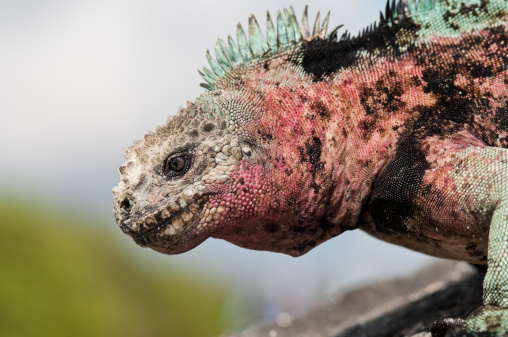 Closeup of a land iguana in the Galapagos islands.See my other images from the Galapagos.