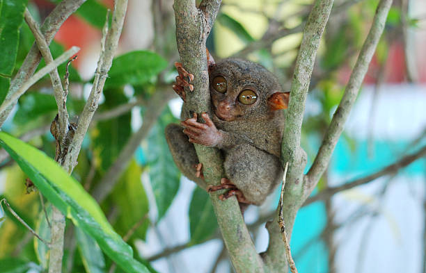 Philippine Tarsier in a Tree Philippine Tarsier in a TreeSee more images: bohol photos stock pictures, royalty-free photos & images