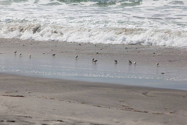 sandpipers running in surf stock photo