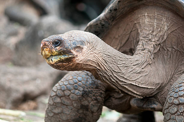 istock Giant Tortoise of the Galapagos 182487555