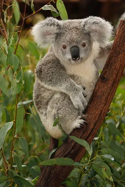 A cute young koala looking directly at camera. Australia.
