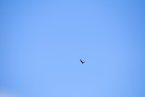 bird of prey flying in the clear sky