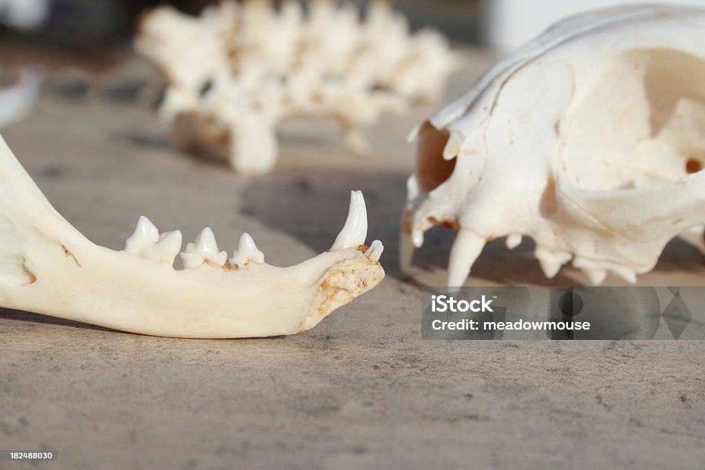 Cat Skull And Jaw Bone Incisor Teeth Vertebrae Background Blurred Stock  Photo - Download Image Now - iStock