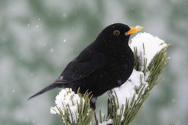 Blackbird on a pinewood branch stock photo