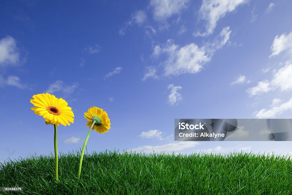 Campo verde e amarelo flores - Foto de stock de Gérbera royalty-free
